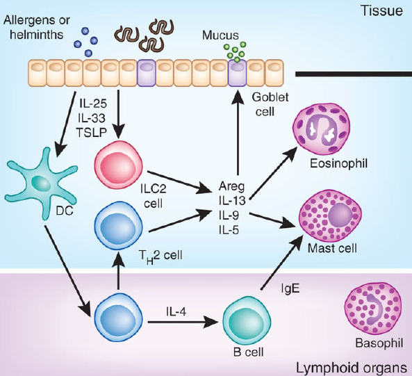 The role of innate lymphoid cells in uncontrolled and corticosteroid ...